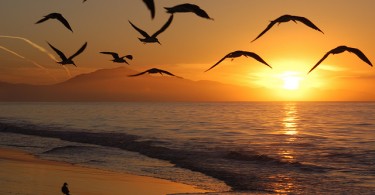 seagulls flying free at dawn