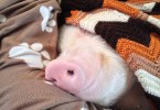 snuggly pig