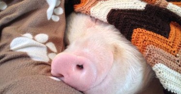 snuggly pig
