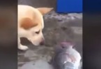 compassionate dog tries to save fish