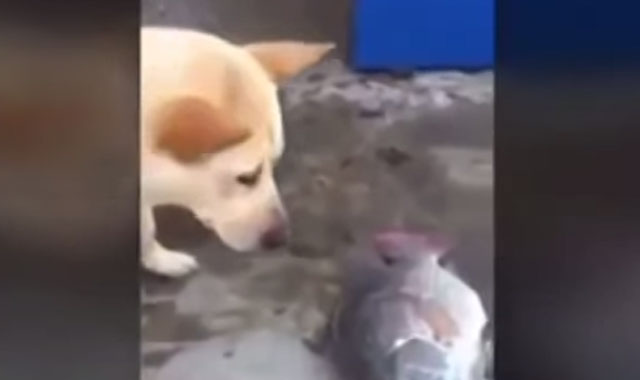 compassionate dog tries to save fish