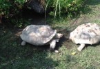 tortoise helps a friend in need