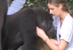 gorilla and girl