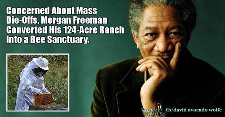 Morgan Freeman cares about bees